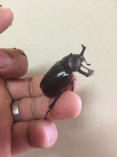 オキナワカブトのペア 安室さん 宜野湾のその他の中古あげます 譲ります ジモティーで不用品の処分