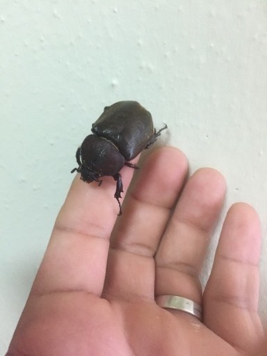 オキナワカブトのペア 安室さん 宜野湾のその他の中古あげます 譲ります ジモティーで不用品の処分