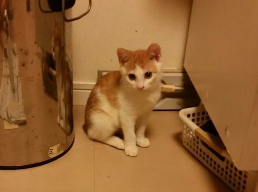 5月生まれの茶白女の子です げんげん 三河島の猫の里親募集 ジモティー