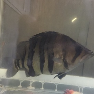 ダトニオ プラスワン スマトラ 産 引き取り可能｜魚類、水生生物