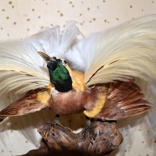 鳥の剥製　南国風　綺麗な鳥の剥製　極楽鳥　