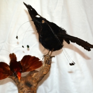 鳥の剥製　南国風　綺麗な鳥の剥製　極楽鳥　その２