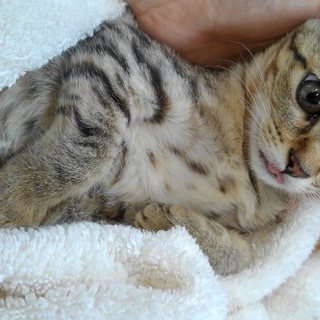 トライアル決定！３か月　きじめす子猫 − 神奈川県