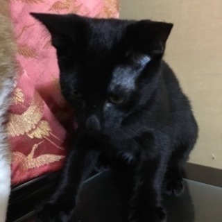 猫ちゃん里親さん募集中