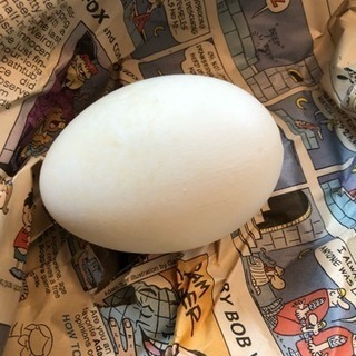 エッグシェル Emu ダチョウの卵の殻