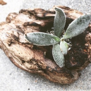 多肉植物 流木 セット