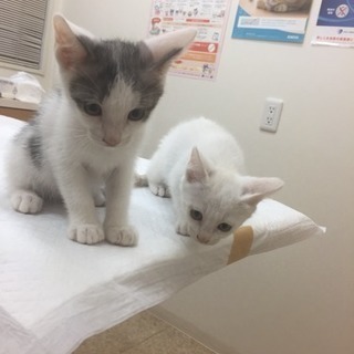 生後2ヶ月 子猫2匹 - 猫