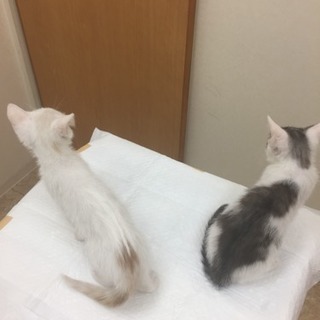 生後2ヶ月 子猫2匹 − 茨城県