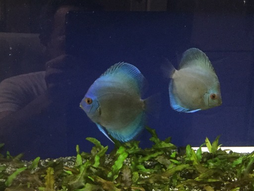 ブルーダイヤモンドディスカス 一年魚 Takadon 大田のその他の中古あげます 譲ります ジモティーで不用品の処分