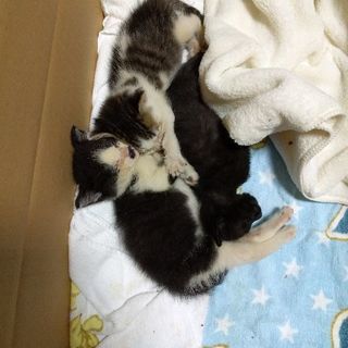 生後1ヶ月のオス猫3匹