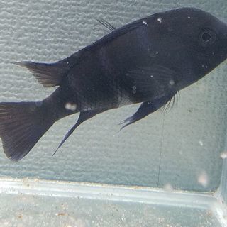 フロントーサザイールブルーモバ
