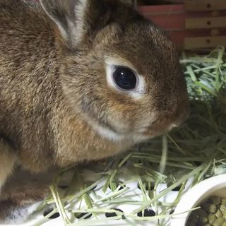 動物が好きな人＆何かしら動物を飼っている人同士で 食事会開きませ...