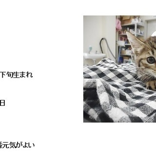 (里親決定）下関の保健所で今年3月収容猫、女の子アイちゃんはセンターで収容一番長期化してます！ - 里親募集