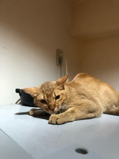 里親様探しておりますソマリとオシキャットのミックスです Hiroaki 西船橋の猫の里親募集 ジモティー 里親様探しておりますソマリとオシキャットのミックスです Hiroaki 西船橋の猫の里親募集 ジモティー