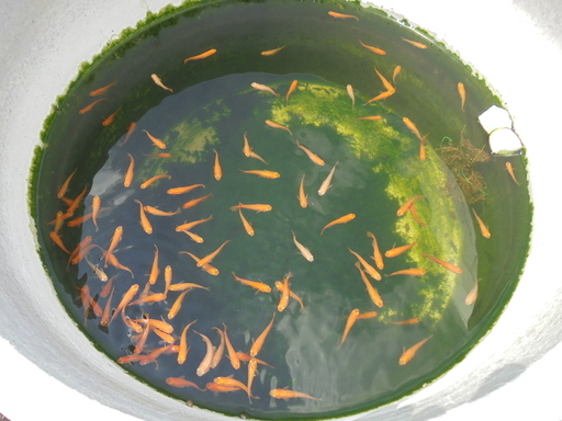 めだかを無料で差し上げます シー 伊川谷のその他の中古あげます 譲ります ジモティーで不用品の処分