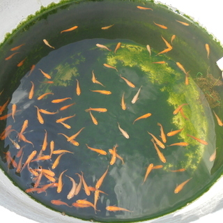 めだかを無料で差し上げます シー 伊川谷のその他の中古あげます 譲ります ジモティーで不用品の処分