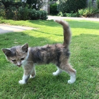 昨夜迷いこんで来た子猫です。