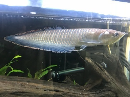 ブラックアロワナ 40cm