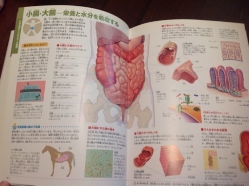 小学館の図鑑 Neo 人間 Mumlooc 横浜のその他の中古あげます 譲ります ジモティーで不用品の処分 小学館の図鑑 Neo 人間 Mumlooc 横浜のその他の中古あげます 譲ります ジモティーで不用品の処分