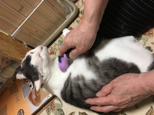 ザ 日本猫 哀愁ある顔をします 猫三昧 麻生の猫の里親募集 ジモティー ザ 日本猫 哀愁ある顔をします 猫三昧 麻生の猫の里親募集 ジモティー