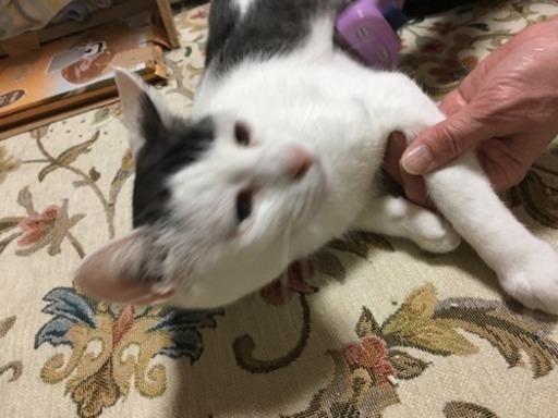 ザ 日本猫 哀愁ある顔をします 猫三昧 麻生の猫の里親募集 ジモティー ザ 日本猫 哀愁ある顔をします 猫三昧 麻生の猫の里親募集 ジモティー