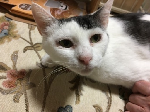ザ 日本猫 哀愁ある顔をします 猫三昧 麻生の猫の里親募集 ジモティー ザ 日本猫 哀愁ある顔をします 猫三昧 麻生の猫の里親募集 ジモティー