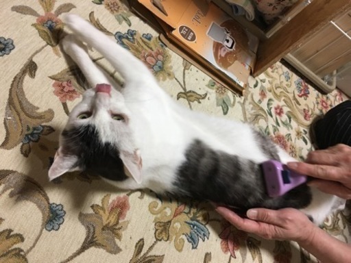 ザ 日本猫 哀愁ある顔をします 猫三昧 麻生の猫の里親募集 ジモティー ザ 日本猫 哀愁ある顔をします 猫三昧 麻生の猫の里親募集 ジモティー