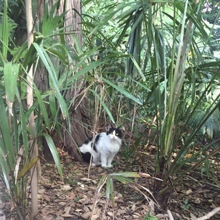 用賀 東京都の東急田園都市線 の猫の里親募集 ジモティー