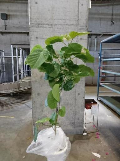 観葉植物 ウンベラータ 尺鉢 花 卸売り花問屋 昭和町の生活雑貨の中古あげます 譲ります ジモティーで不用品の処分 観葉植物 ウンベラータ 尺鉢 花 卸売り花問屋 昭和町の生活雑貨の中古あげます 譲ります ジモティーで不用品の処分