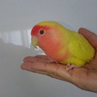 コザクラインコ メス