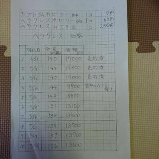 掛け軸 森山観月 寿龜 寿亀 亀 紙本 希少 軸装 茶道具 掛軸 美