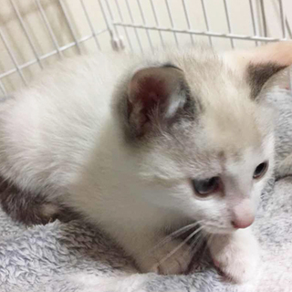 北海道 釧路市の子猫 里親募集 ジモティー 北海道 釧路市の子猫 里親募集 ジモティー