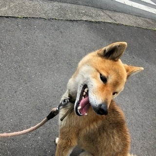 犬探し