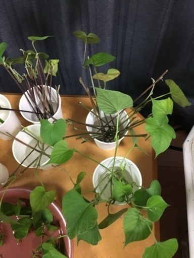 琉球朝顔の挿し芽差し上げます ８ ８ ８ １９まで帰省の為 対応できません 金魚 万博記念公園のその他の中古あげます 譲ります ジモティーで不用品の処分