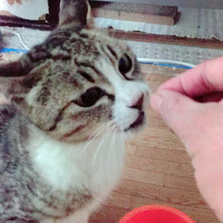 北海道 釧路市の子猫 里親募集 ジモティー