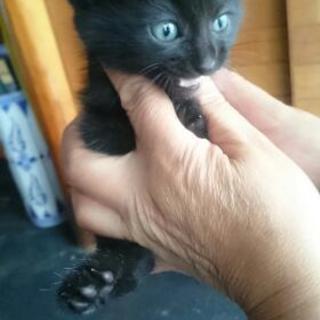 生後1ヶ月くらいの黒猫ちゃん - いすみ市