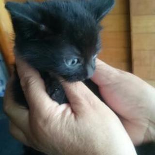 生後1ヶ月くらいの黒猫ちゃん - 猫