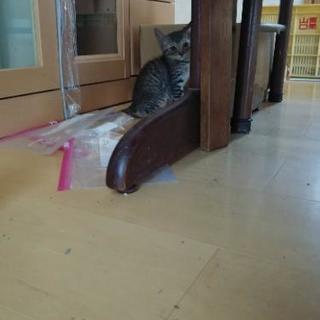 子猫（生後2カ月） − 兵庫県