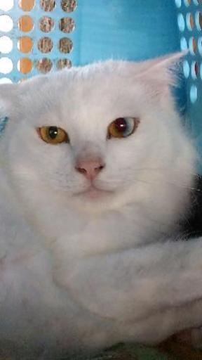 ありがとうございました 良縁に恵まれました 白長毛 ダイクロイックアイ めるじる 徳島の猫の里親募集 ジモティー