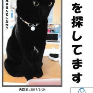 2017年の9月から黒猫を探しています。