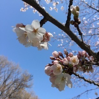 微信グループメンバー募集 − 東京都