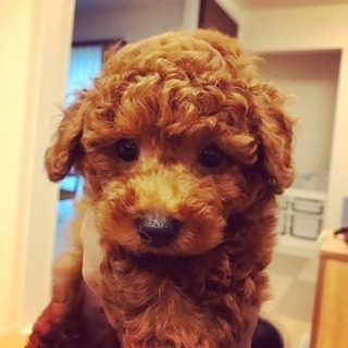 徳島県 板野郡の犬の里親募集 ジモティー 徳島県 板野郡の犬の里親募集 ジモティー