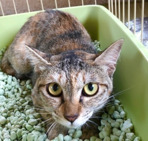 麦わら柄 メス 里親募集 (ちー) 富山の猫の里親募集｜ジモティー