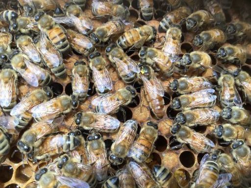 西洋蜜蜂3枚群 - その他 