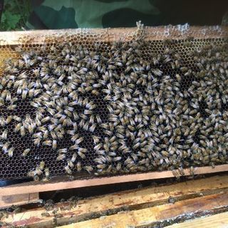 西洋蜜蜂3枚群