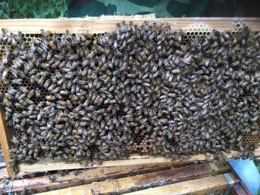 西洋蜜蜂3枚群 | dpcoman.om