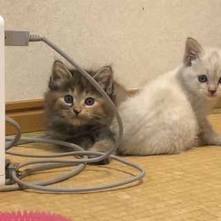 かわいい子猫２匹