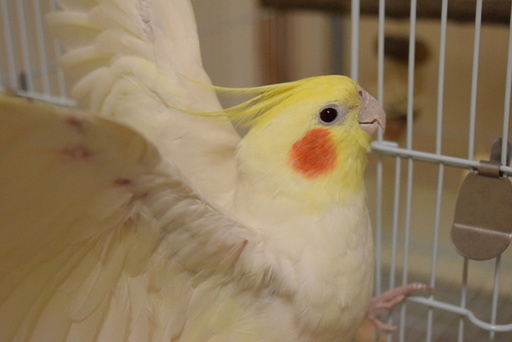 オカメインコ ルチノー 里親募集 Phone 岸辺のその他の里親募集 ジモティー オカメインコ ルチノー 里親募集 Phone 岸辺のその他の里親募集 ジモティー
