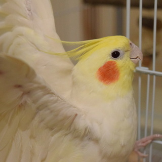 オカメインコ ルチノー♂ 里親募集