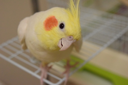 オカメインコ ルチノー 里親募集 Phone 岸辺のその他の里親募集 ジモティー オカメインコ ルチノー 里親募集 Phone 岸辺のその他の里親募集 ジモティー